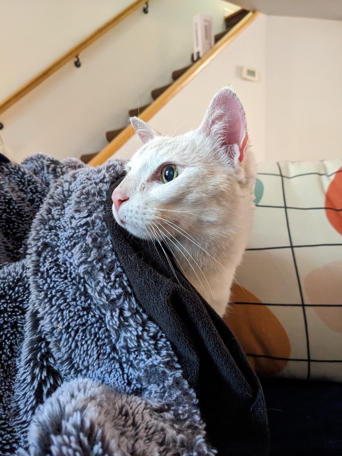 Guido, an all white cat of Park Slope, Brooklyn